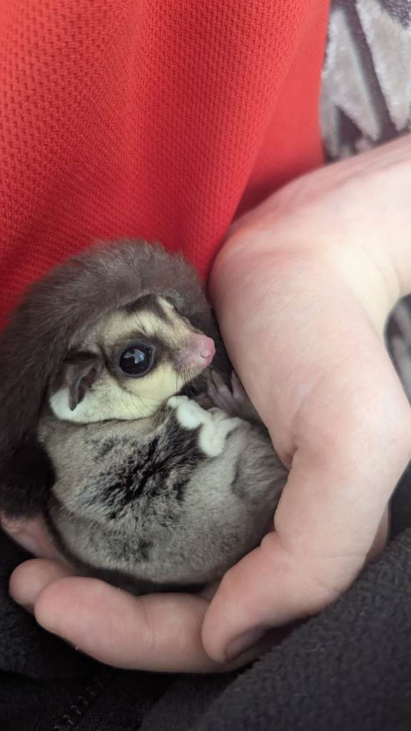 sugar gliders 