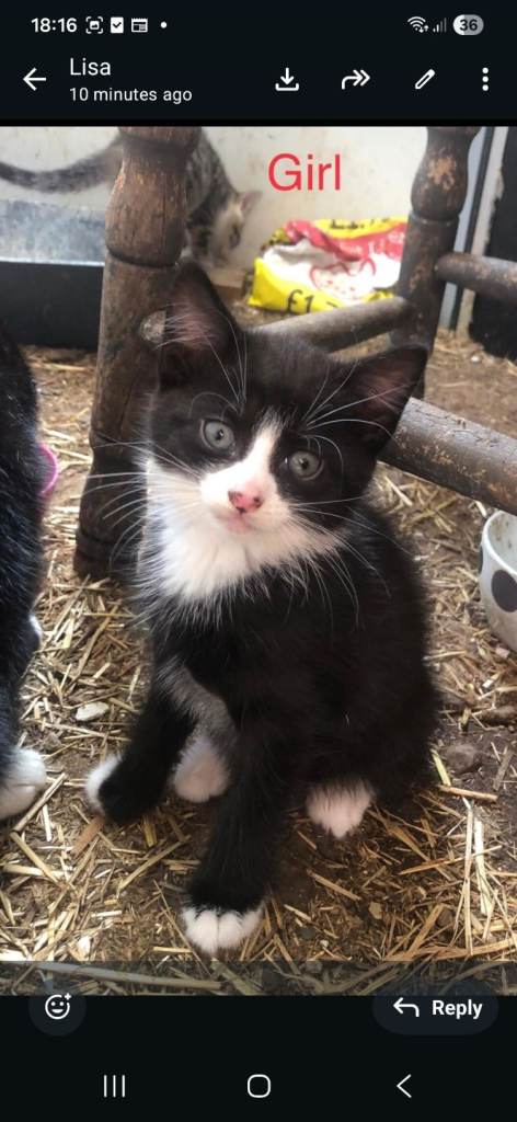 Kittens