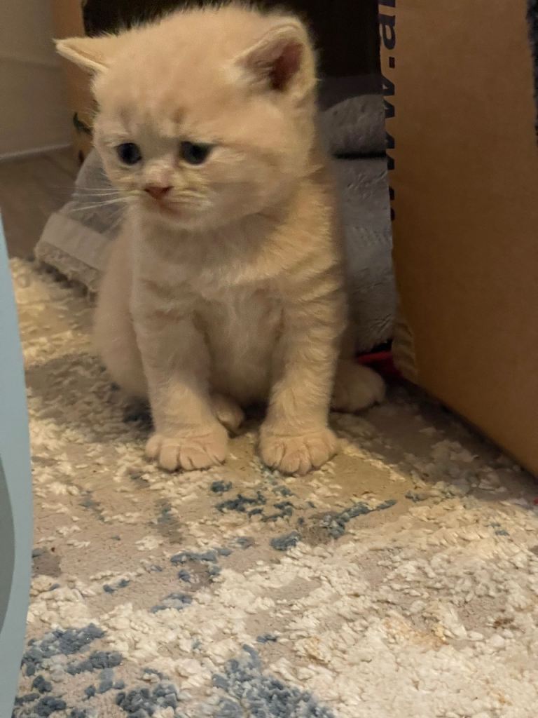 1 stunning  GCCF registered cream boy left