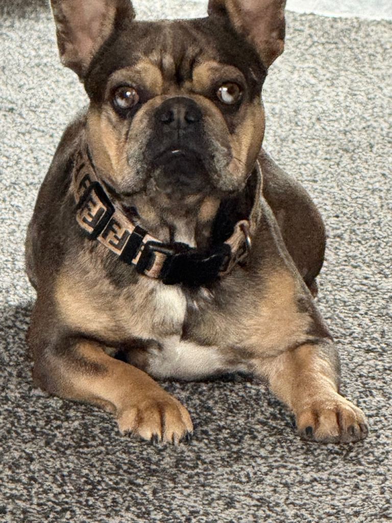 Beautiful French Bulldog 
