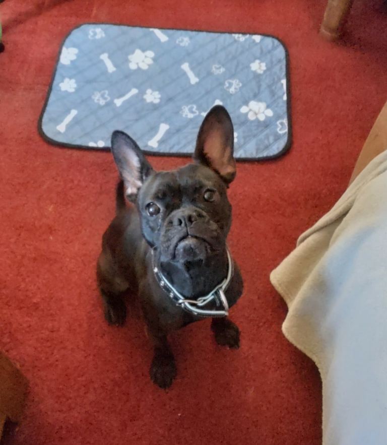 Frenchie cross paterdale