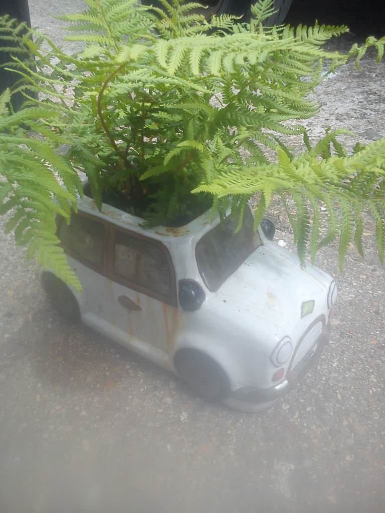 Fern in Mini.