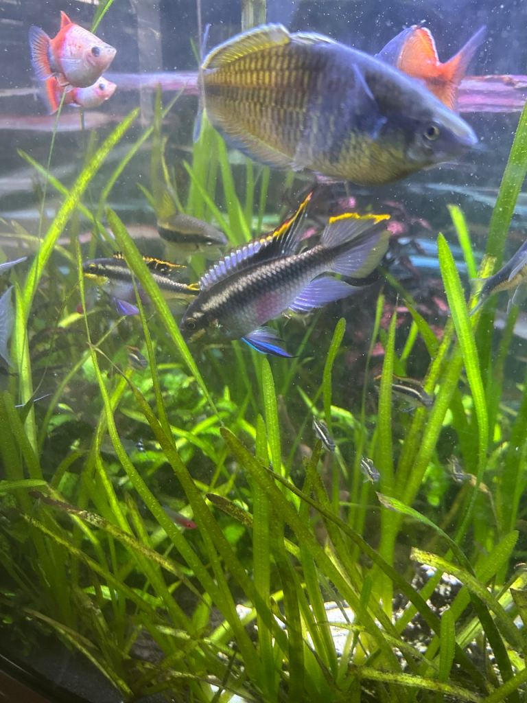 Baby Kribensis for good homes 