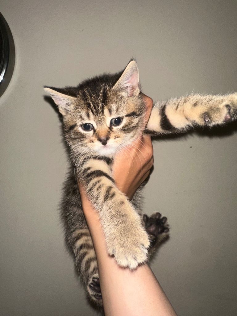 3 cute Kittens and mum who need a loving home
