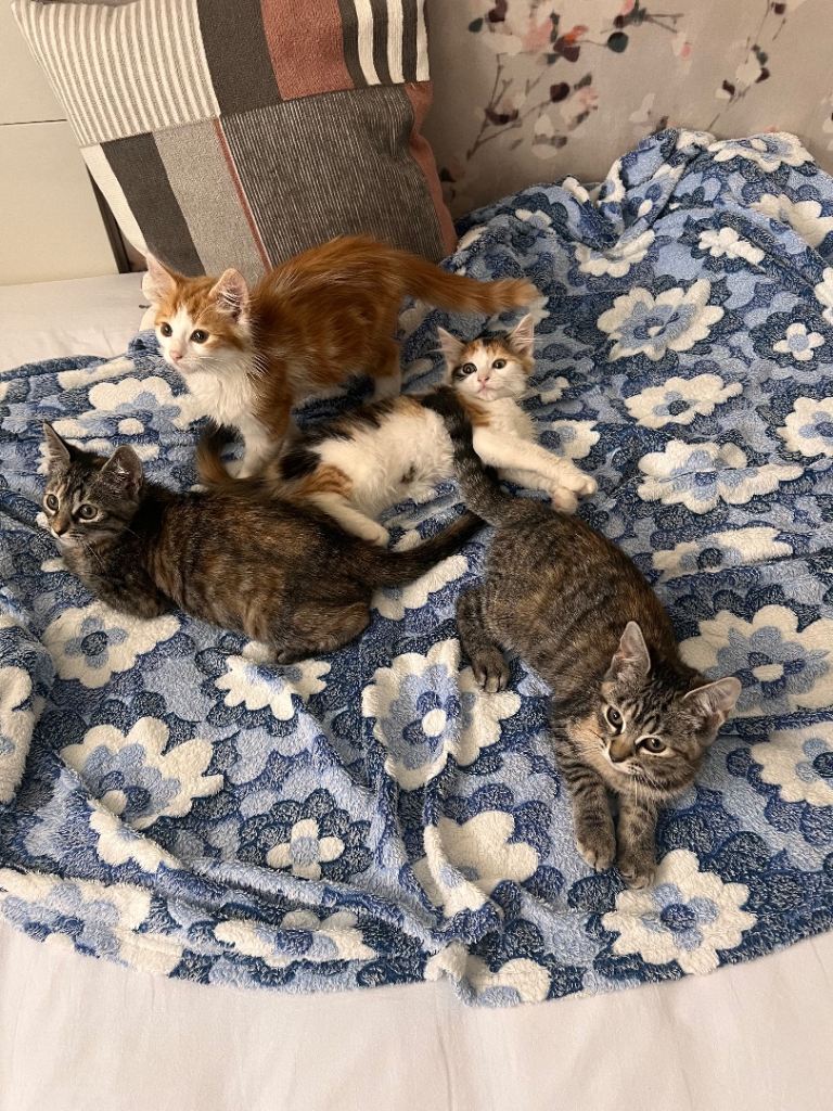 Kittens.
