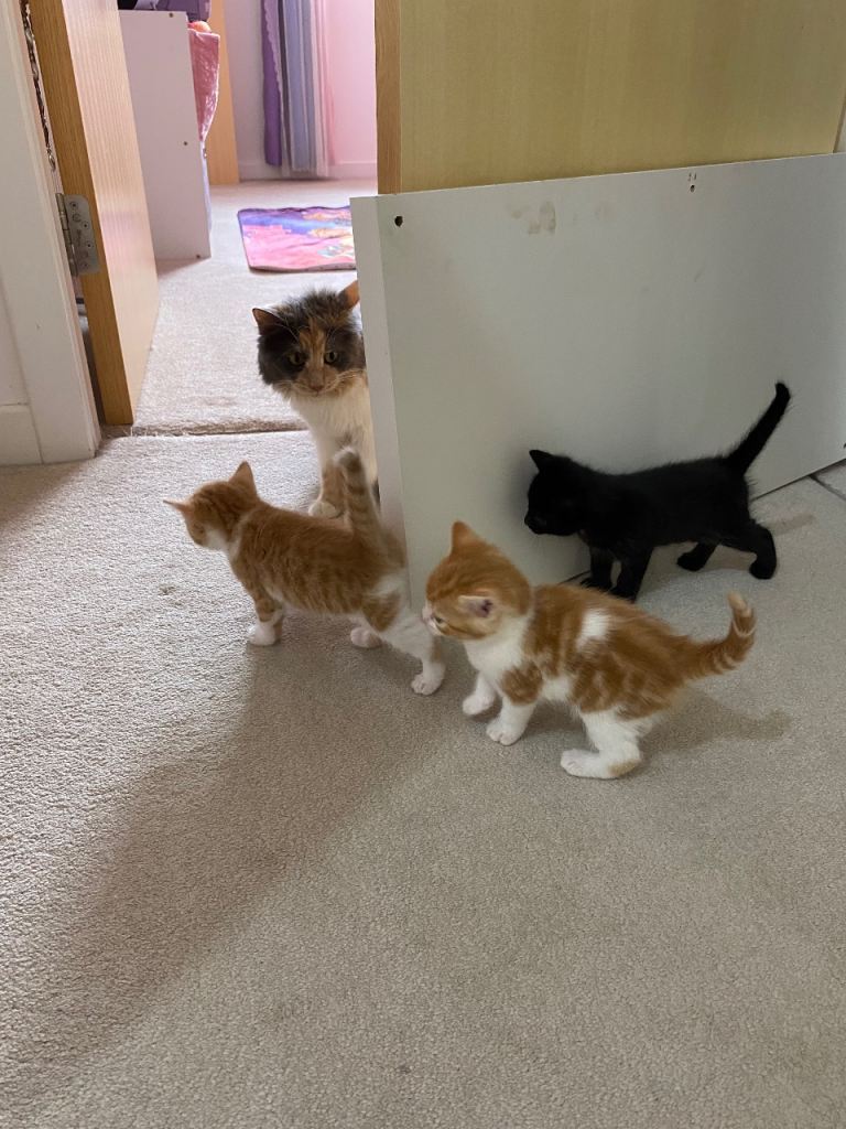 Black male Kittens for sale 