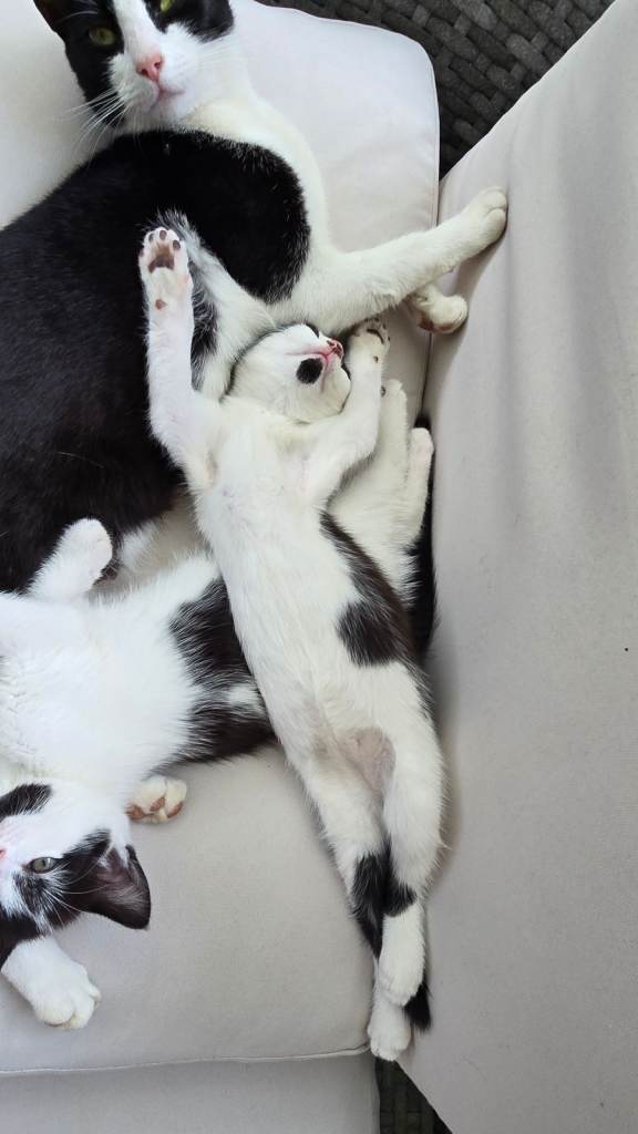 2 kittens 2 months old, well cared.