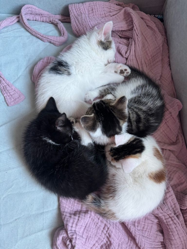 2 boys & 1 girl kittens