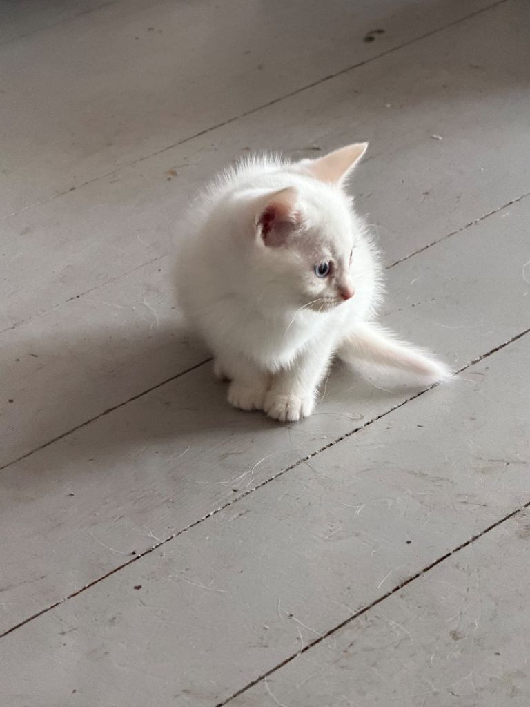 White kittens
