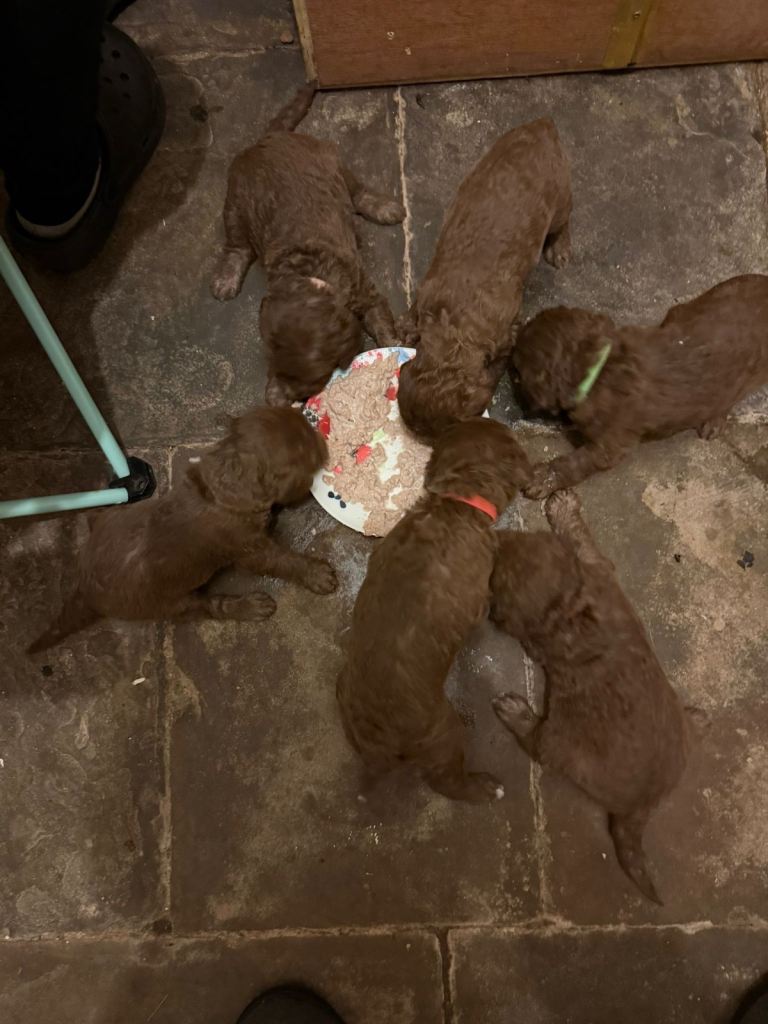 Pedigree Bedlington Terrier Puppies