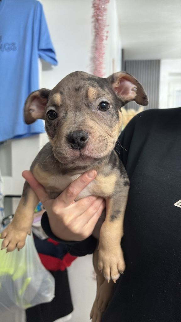 Micro pocket bully girl 