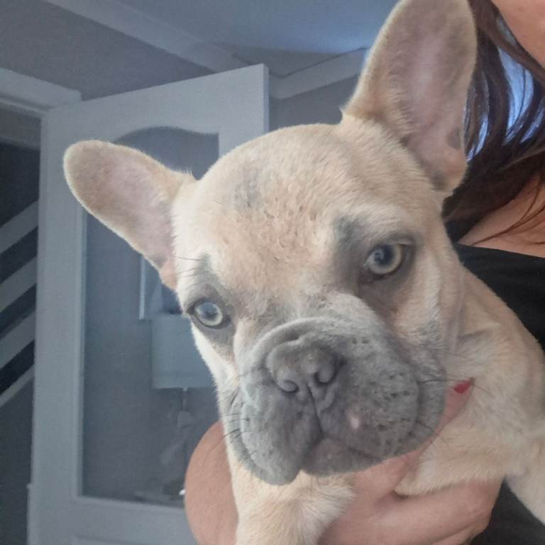 KC french Bulldog Pups