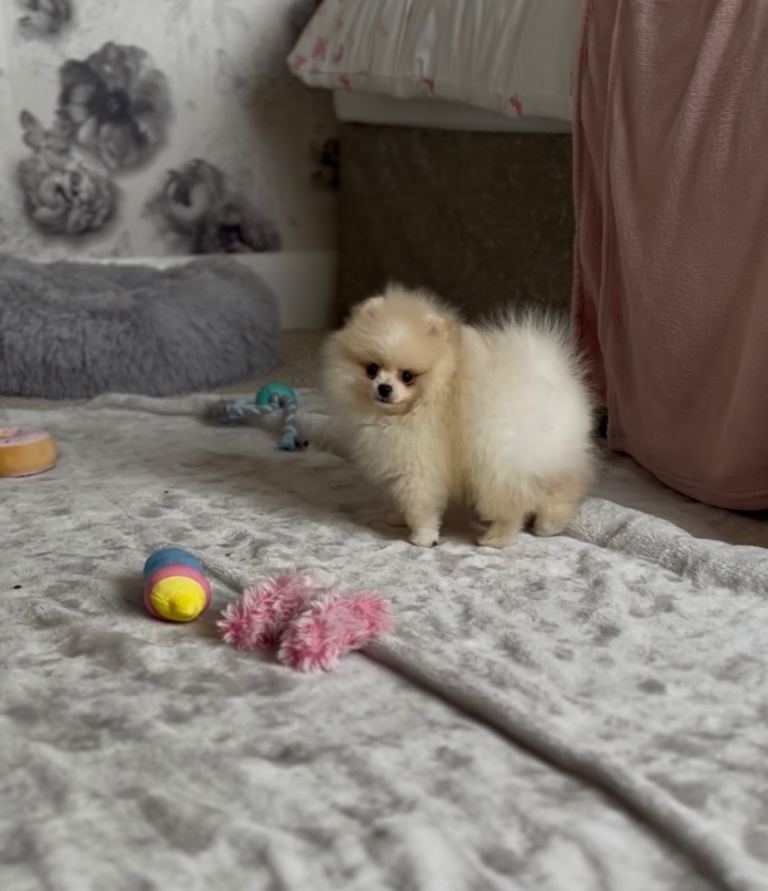 Kc reg Pomeranian pups