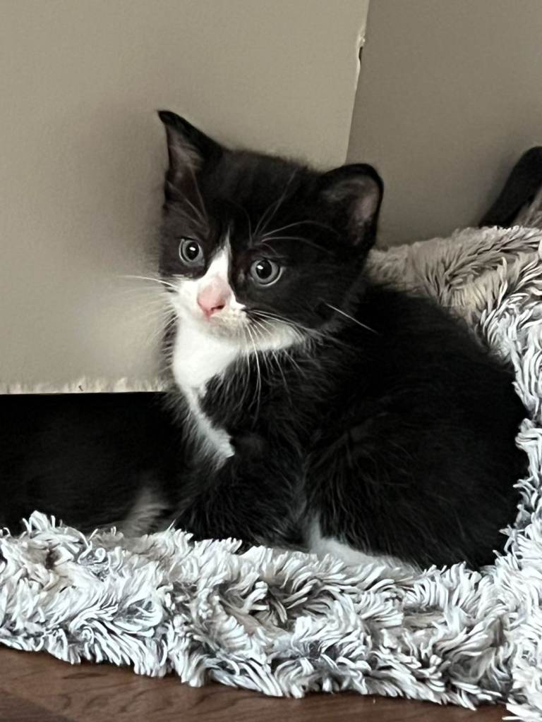 3beautiful migrena looking for their forever home