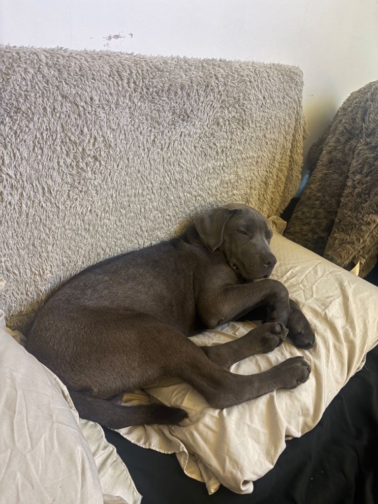 Blue cane corso cross