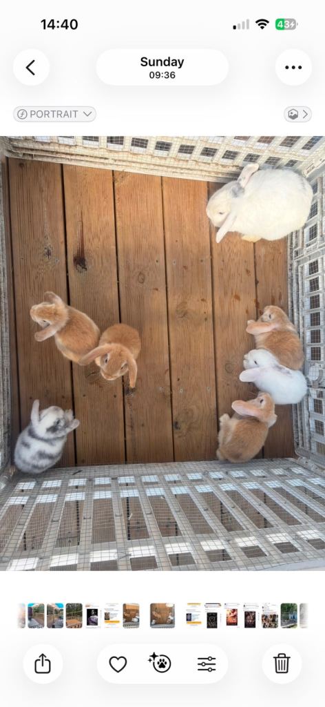 Pure Mini Lop Bunnies
