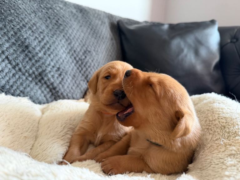 Pure bred Labrador puppies 