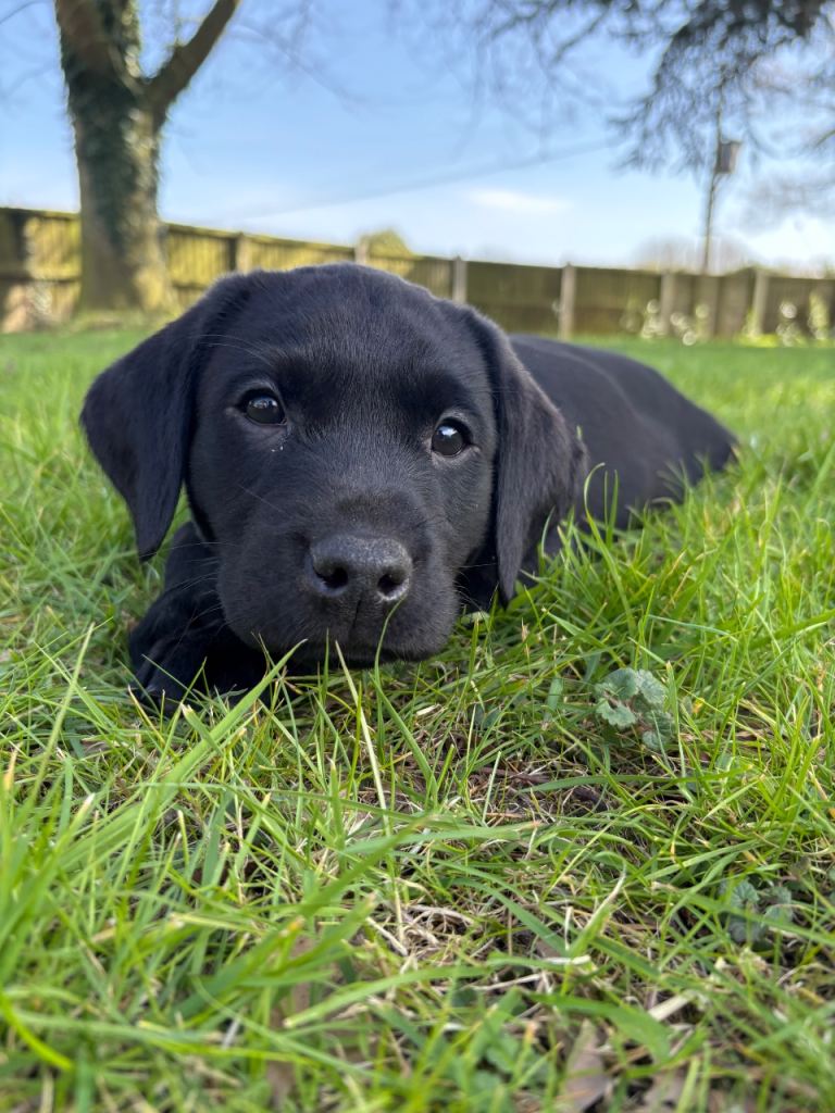 KC registered black lab puppies