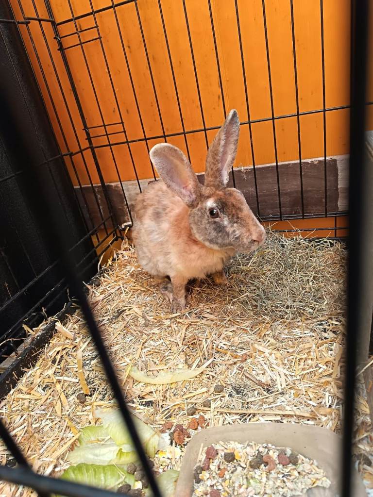Baby rabbits