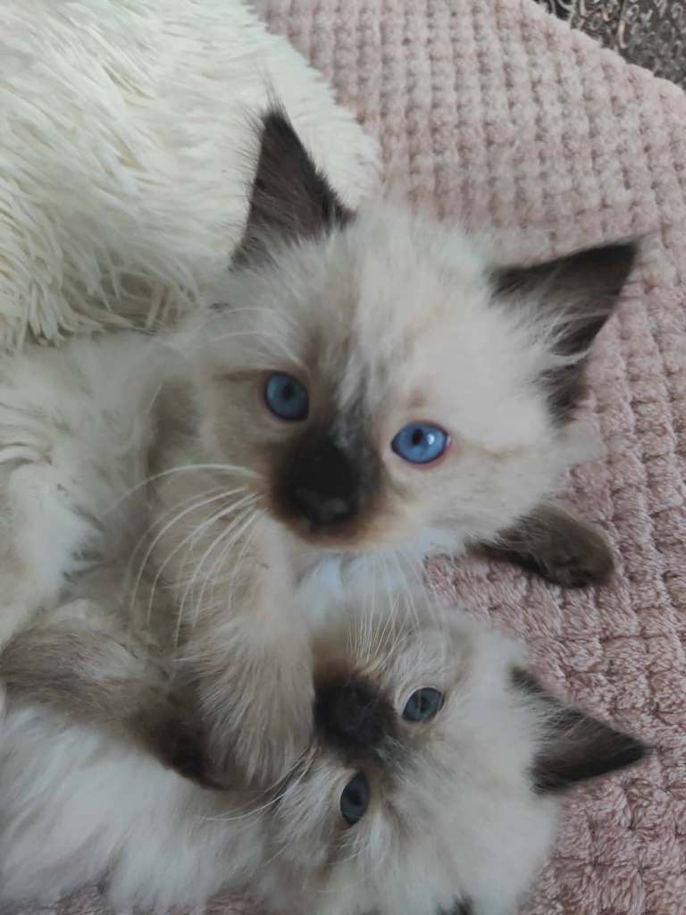 Ragdoll kittens