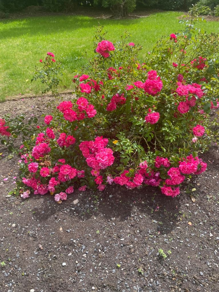 Cantabury ground cover rose 