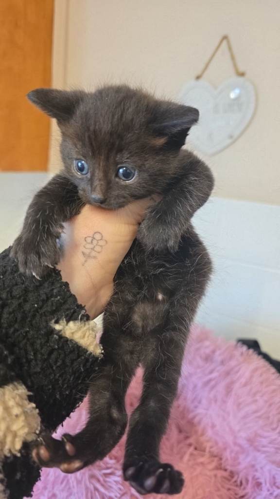 2 boy kittens for sale 