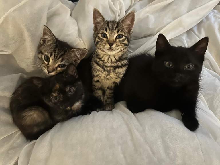 striped domestic short hair