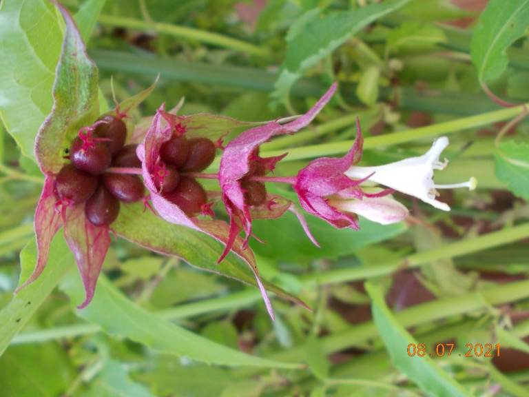 Himalayan Honeysuckle / Pheasant Berry Shrub Garden Plant
