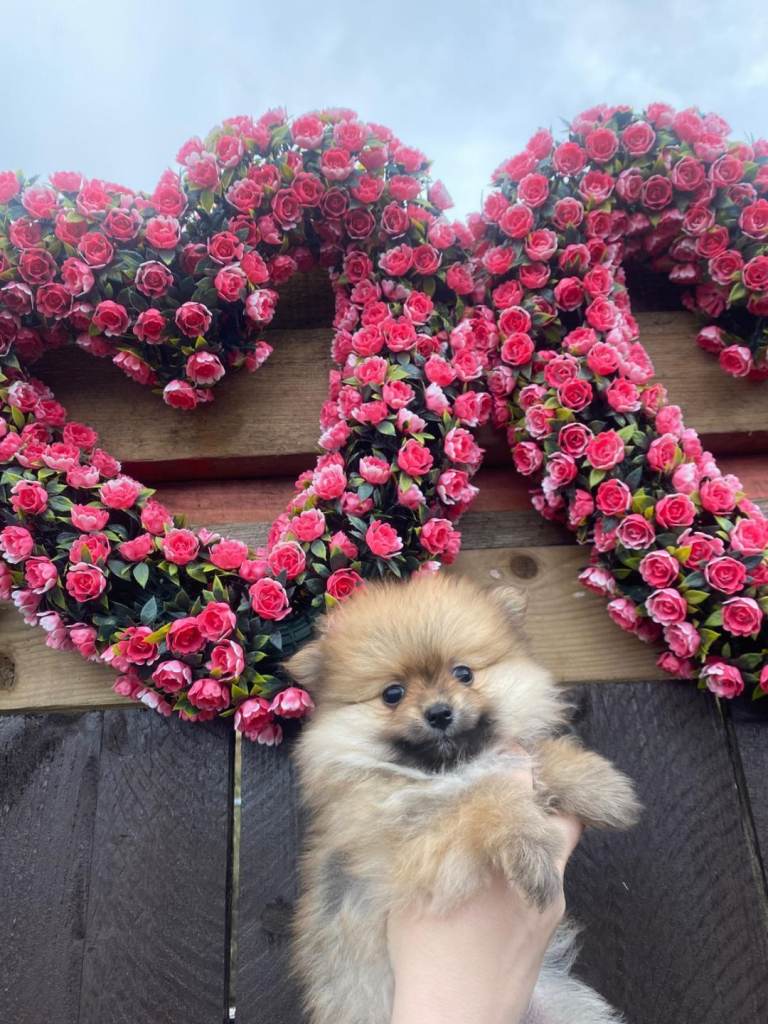 Stunning pomeranian pups!!!