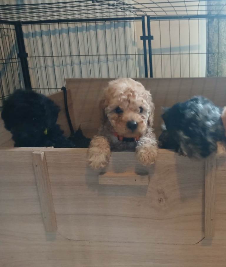 Beautiful DNA clear miniature poodle girls