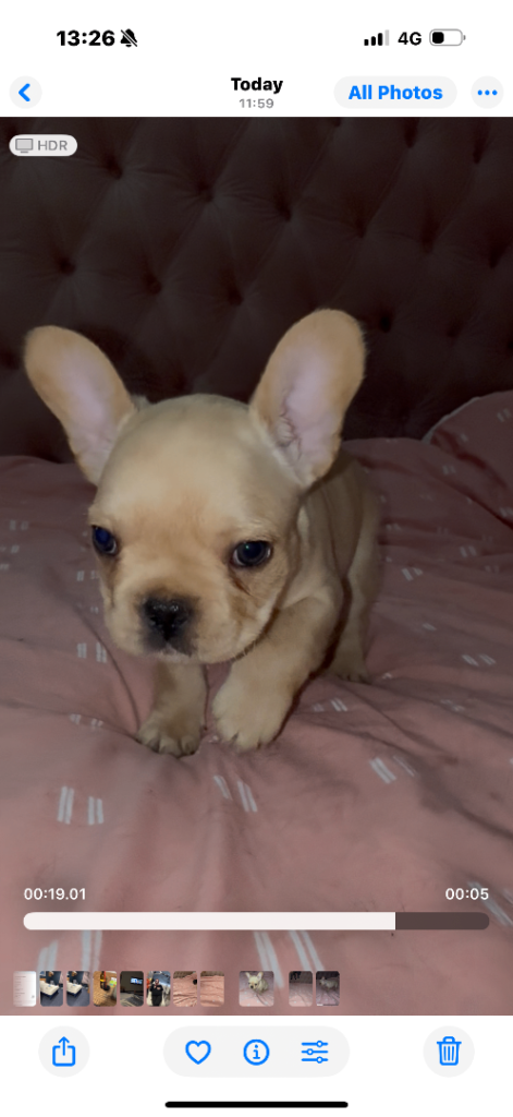 French Bulldog Puppies