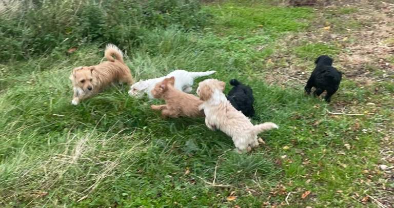 Health checked and fully vaccinated jackapoos