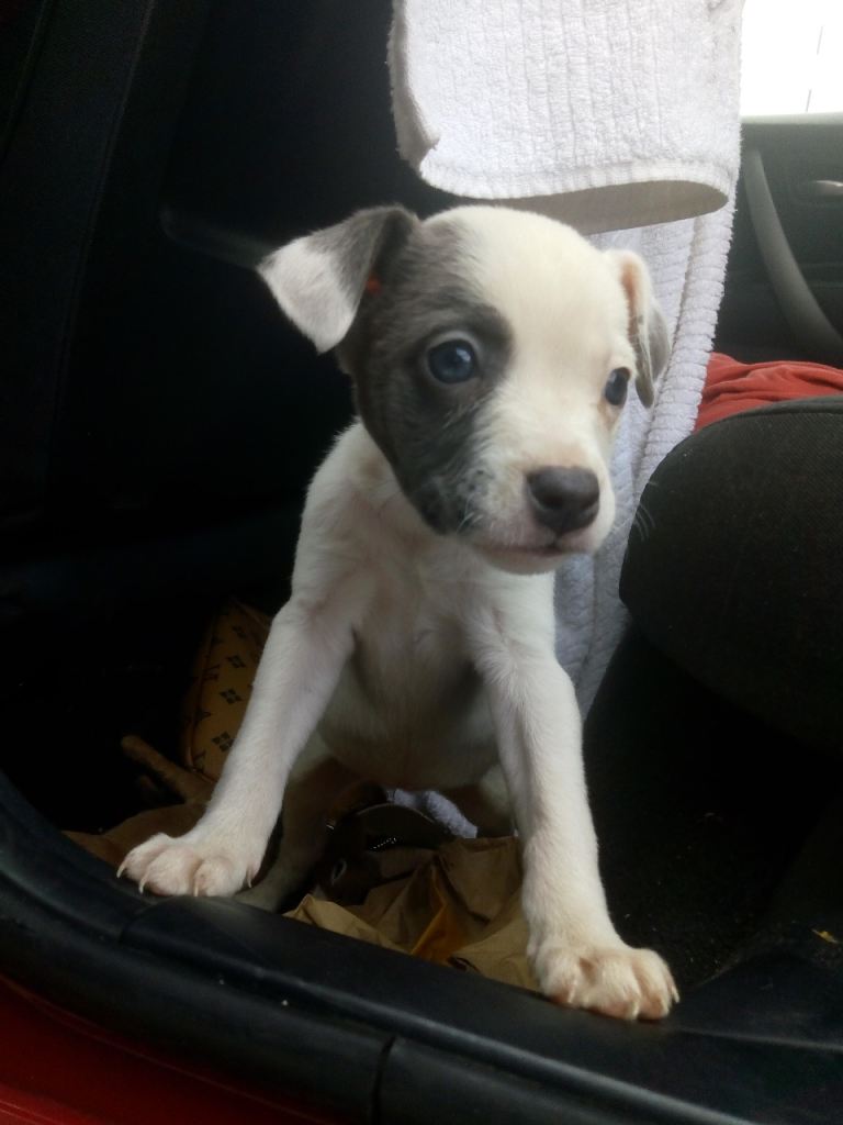 Frenchie English Bulldog mix