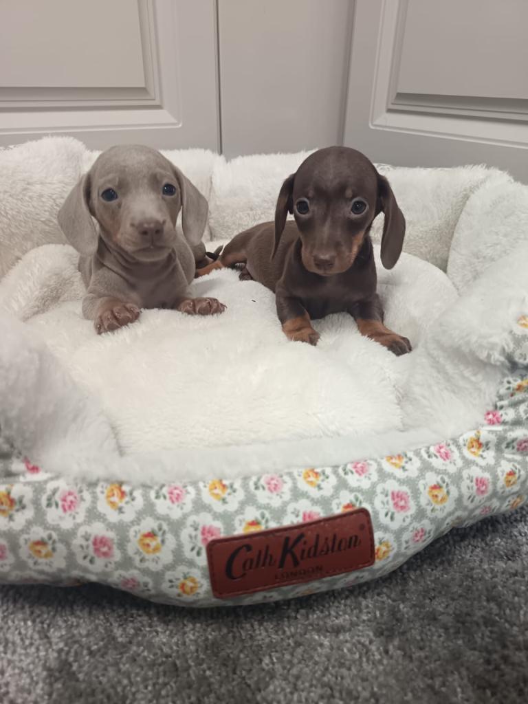Amazing miniature Dachshund puppies 