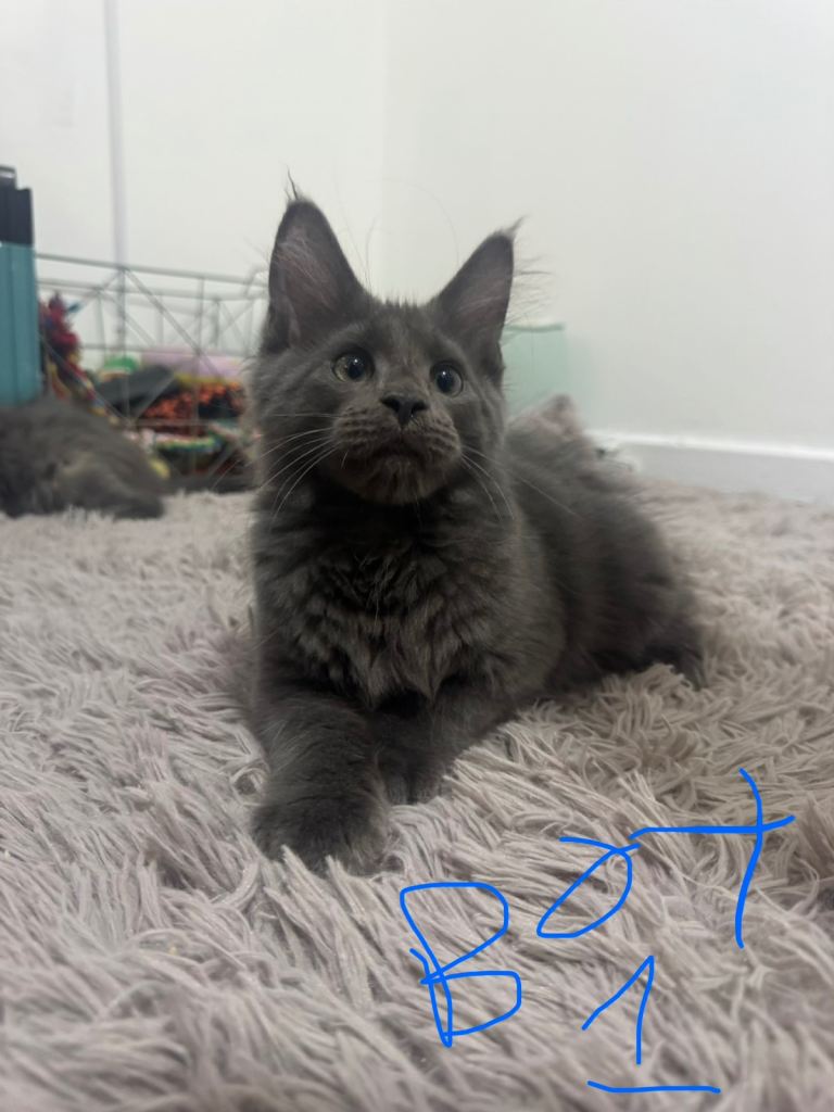 Maine Coon Kittens 🐈‍⬛ 