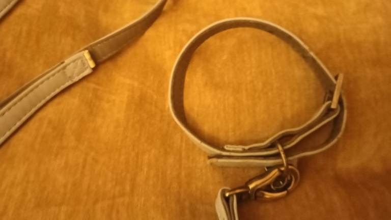 Puppy s dog lead and collar good condition £5