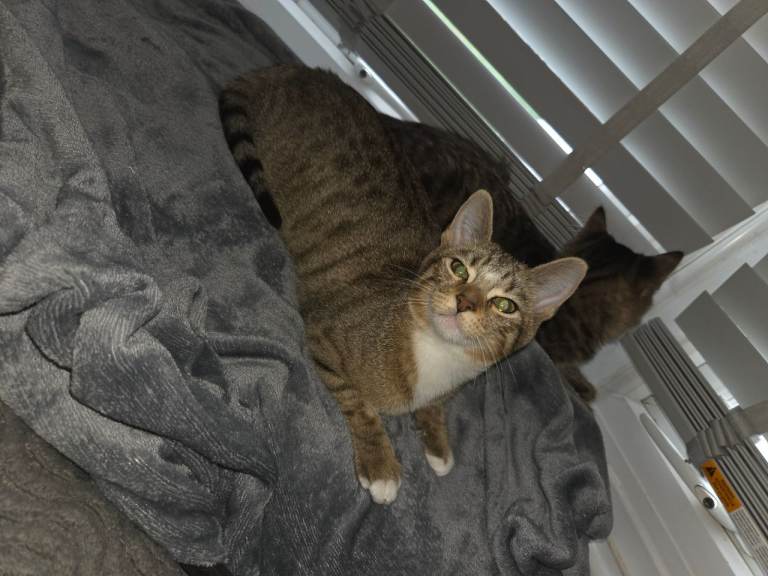 Kittens ready  now