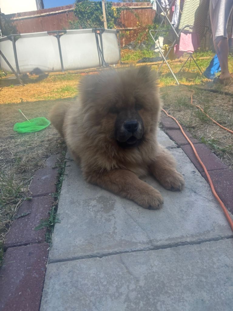 7Months Old Kc Registered ChowChow