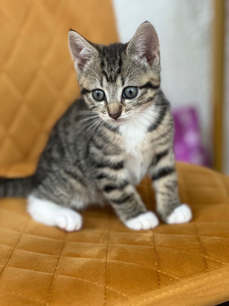 2 Beautiful Kittens Looking For A New Home 