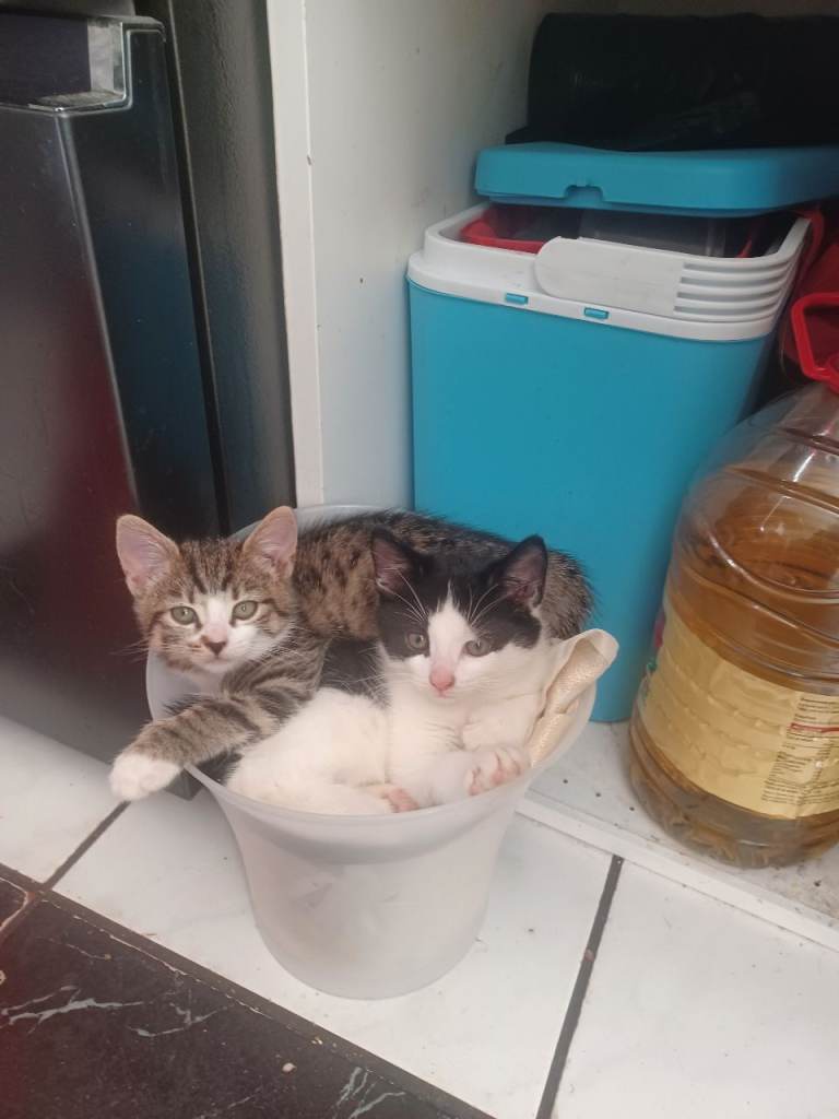 kittens x2