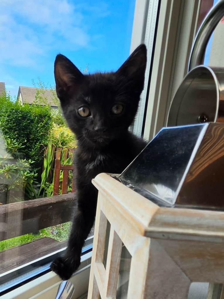 Beautiful Black Kittens – Boys & Girls Available 🐾