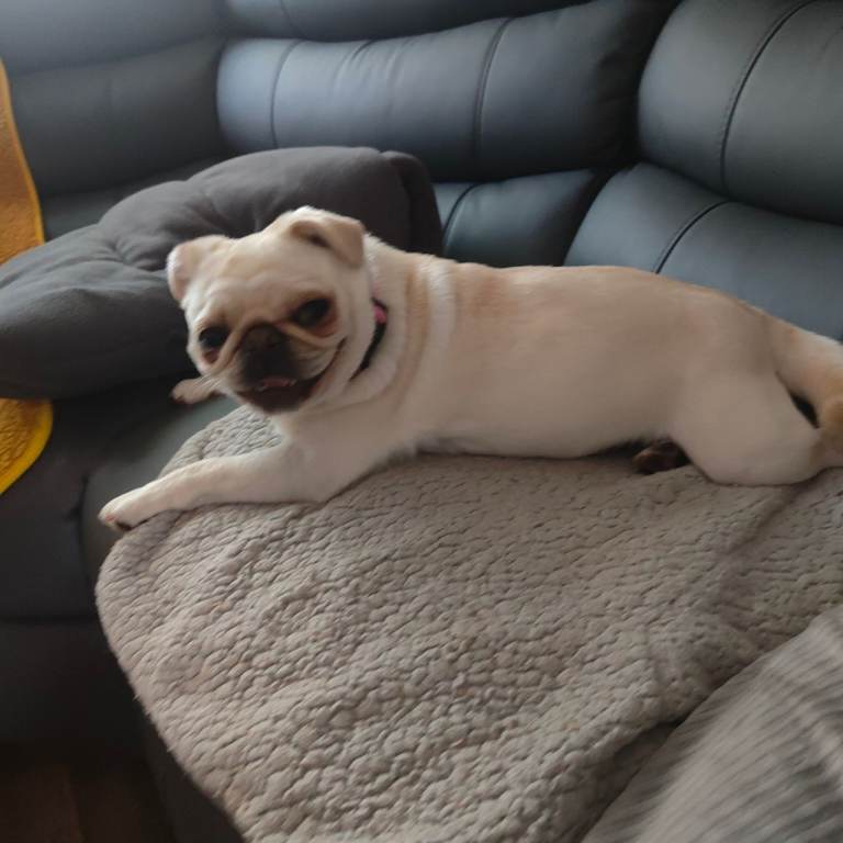 Pug £300