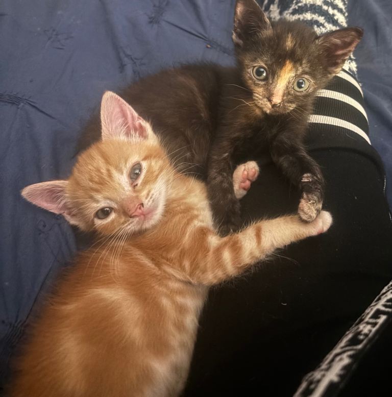 Forever kittens (dark one gone, only ginger one left)