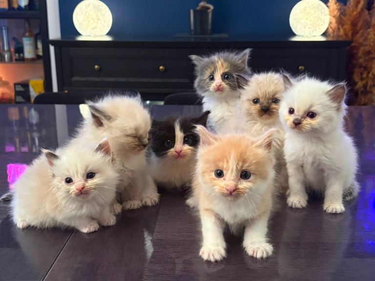 ✨Beautiful Ragdoll Kittens✨