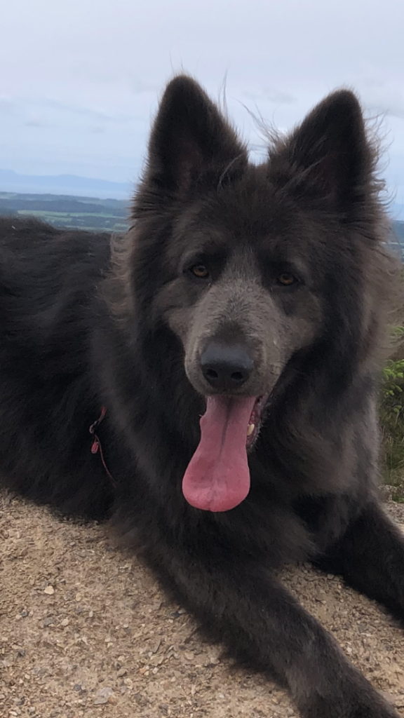 German Shepherd 