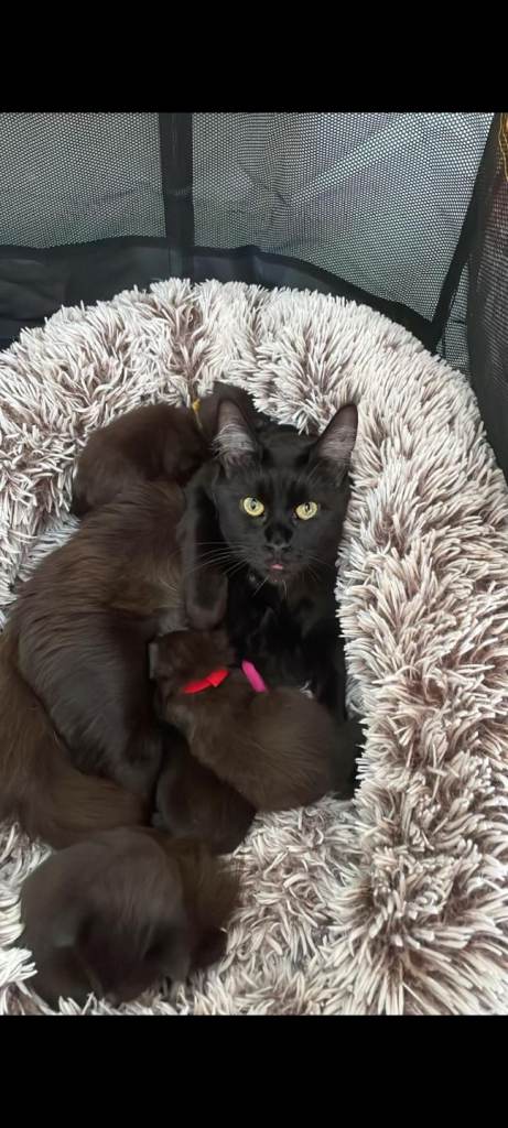 Maincoon x kittens 