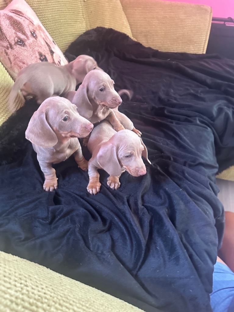 Pedigree miniature dachshunds ready now