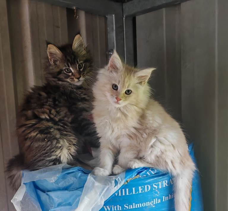 Maine coon kittens 