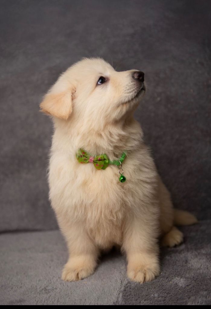 EXCEPTIONAL WHITE GERMAN SHEPHERD PUPPIES FOR SALE