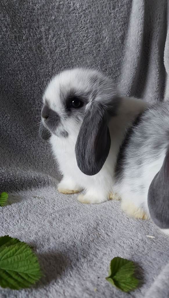 Baby Mini Lop Rabbits